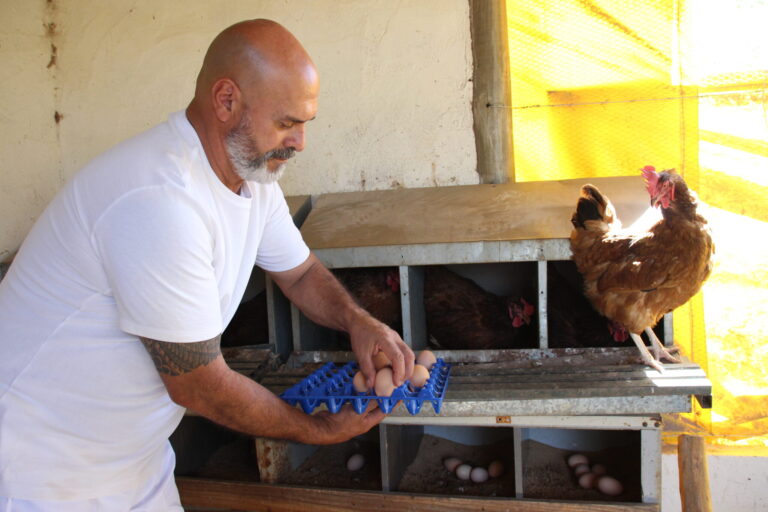 Primeira granja avícola de pequeno porte do DF planeja triplicar produção
