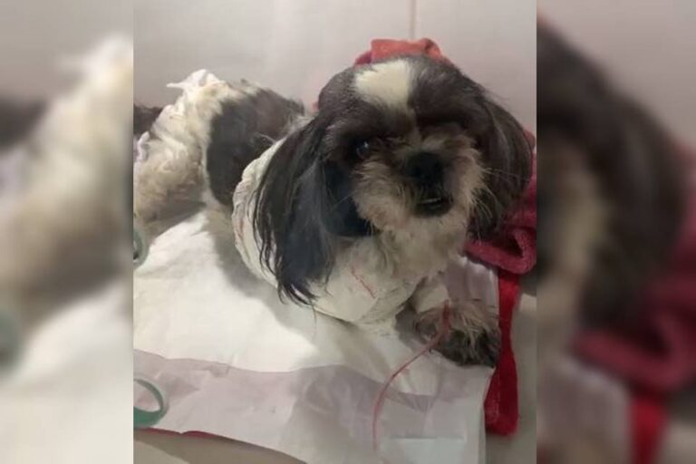 Cenas fortes: pit-bulls fogem de casa e arrancam patas de shitzu no DF