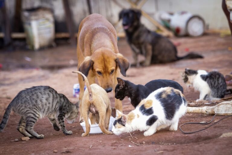 Projeto de lei que regulamenta abate de animais de rua é vetado no RN