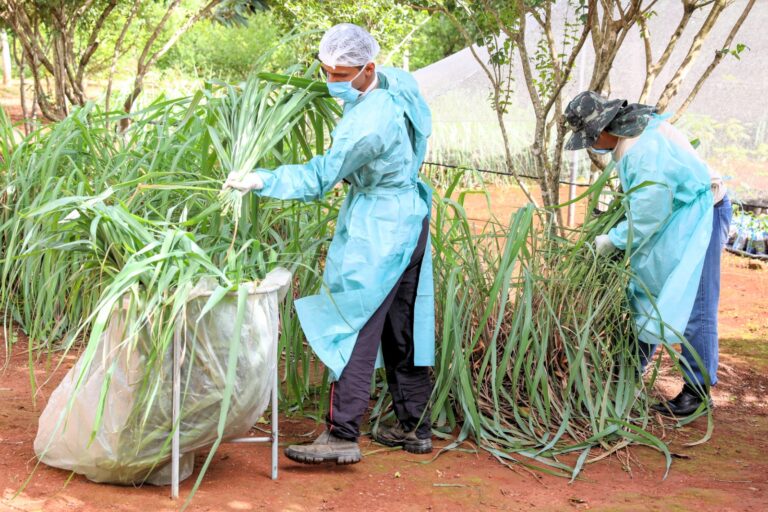 Mutirão da Saúde produz repelente caseiro contra a dengue