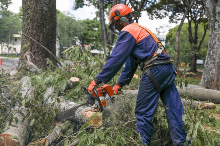 Entenda por que algumas árvores precisam ser removidas de vias públicas do DF