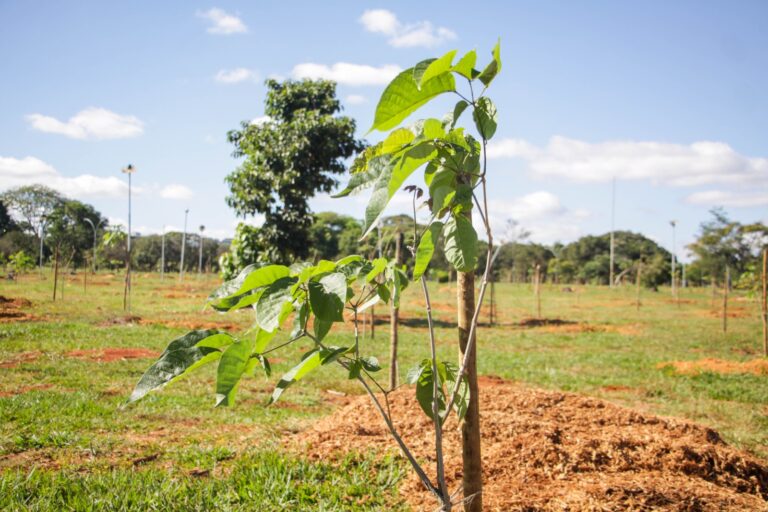 Mais de 2 mil árvores já foram plantadas para substituir antigos pinheiros do Parque da Cidade