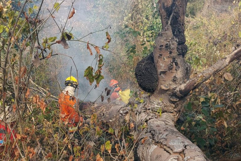 Bombeiros do DF completam duas semanas de combate aos incêndios florestais no Pantanal