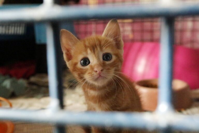 Nova legislação do DF estabelece proteção legal para animais vítimas de maus-tratos
