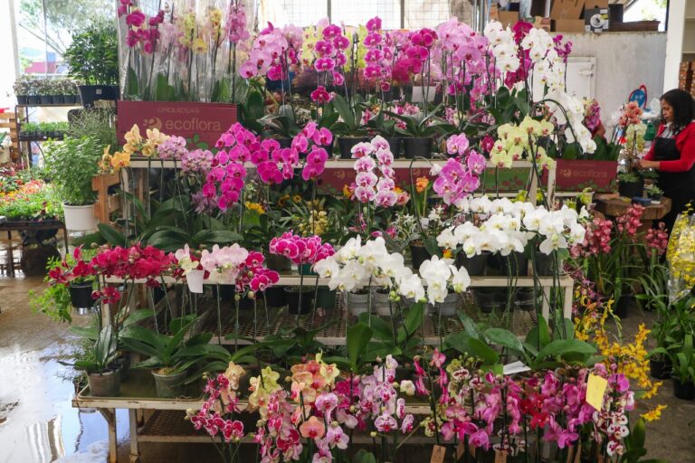 Produção de flores movimenta mais de R$ 200 milhões por ano no Distrito Federal