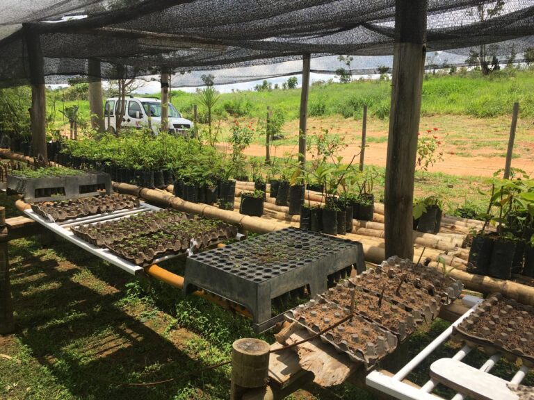 Minas Gerais realiza distribuição gratuita de mudas para arborização