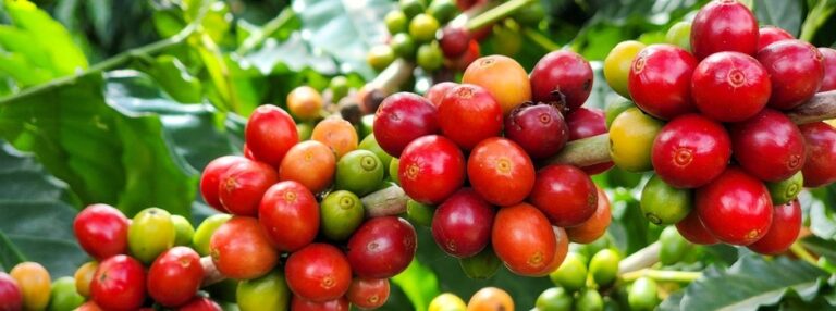 Exportações do agronegócio mineiro alcançam US$ 17,1 bilhões em 2024 e atingem novo recorde