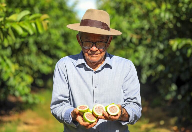 Com aumento de mais de 8% na colheita, goiaba se destaca como principal fruta cultivada no DF