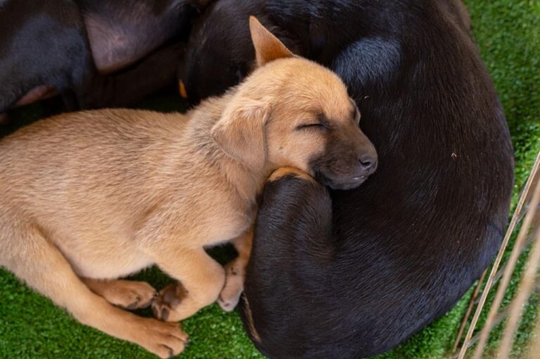 Feira Pet será realizada no Anexo do Palácio do Buriti nos dias 15 e 16 de abril
