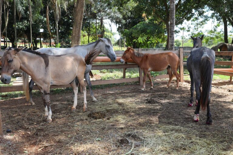 Saiba como adotar animais de grande porte resgatados no DF