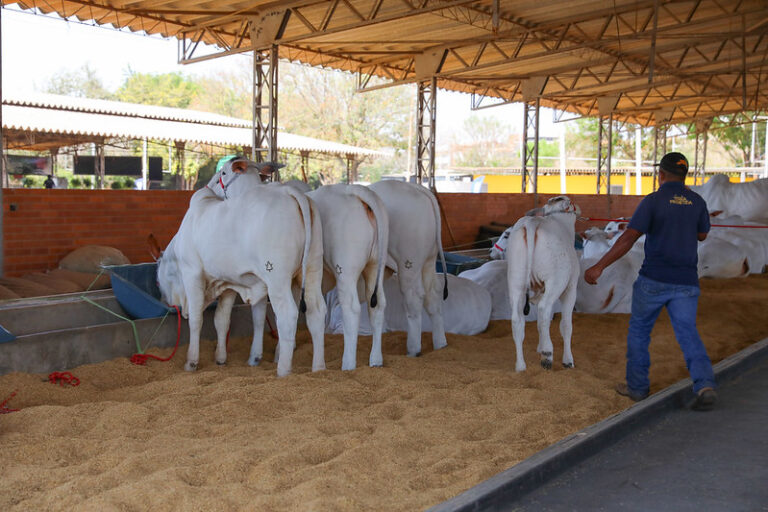 GDF reforça importância da vacinação de rebanhos contra raiva após mais de um ano sem casos da doença