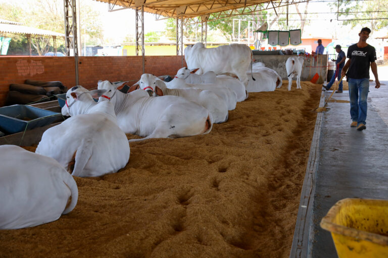Expoabra 2024 já tem data marcada e promete movimentar agronegócio no DF