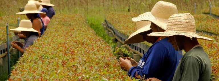Minas Gerais comemora quatro anos na campanha global Race to Zero com avanços na agenda climática
