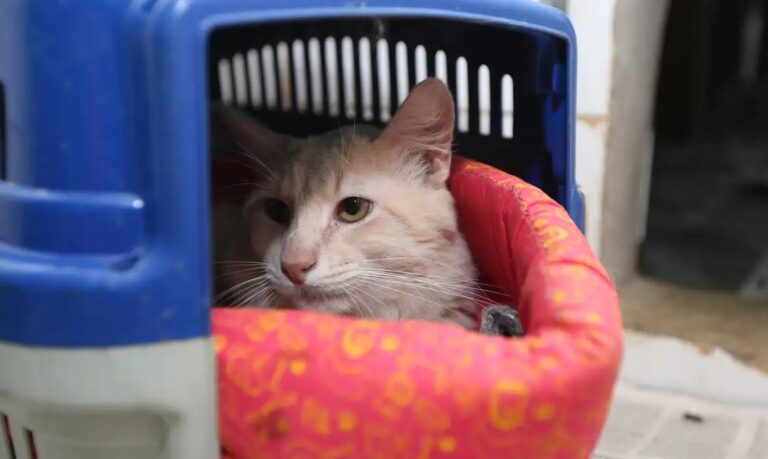 DF intensifica cuidados com pets no frio e lança projeto de resgate para cães em situação de rua