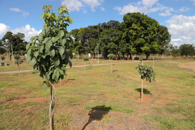 GDF garante crescimento saudável de novas árvores no Parque da Cidade com cronograma de cuidados ambientais