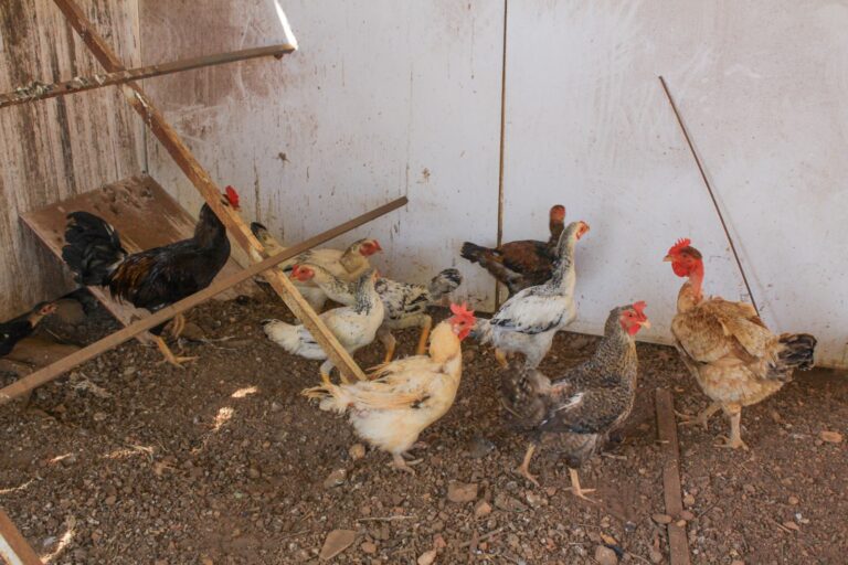 GDF mantém proibição de eventos com aves para conter riscos da gripe aviária
