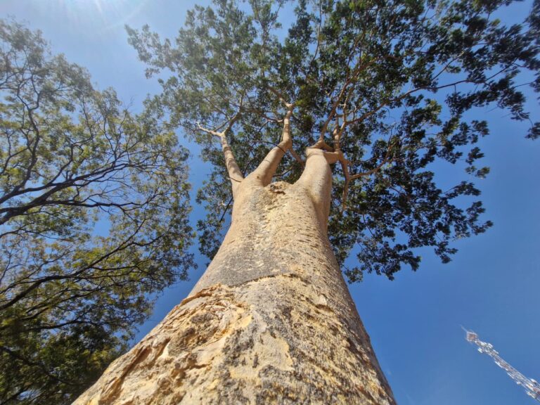 Angico-farinha-seca: espécie nativa ganha destaque na arborização do Distrito Federal