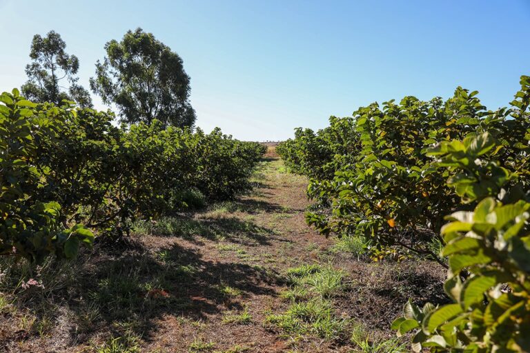 Produção agrícola do DF bate recorde e movimenta R$ 5,8 bilhões em 2024