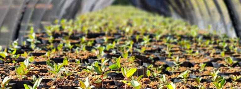 Governo de Minas lança mapeamento inédito em alta resolução e atualiza plataformas ambientais