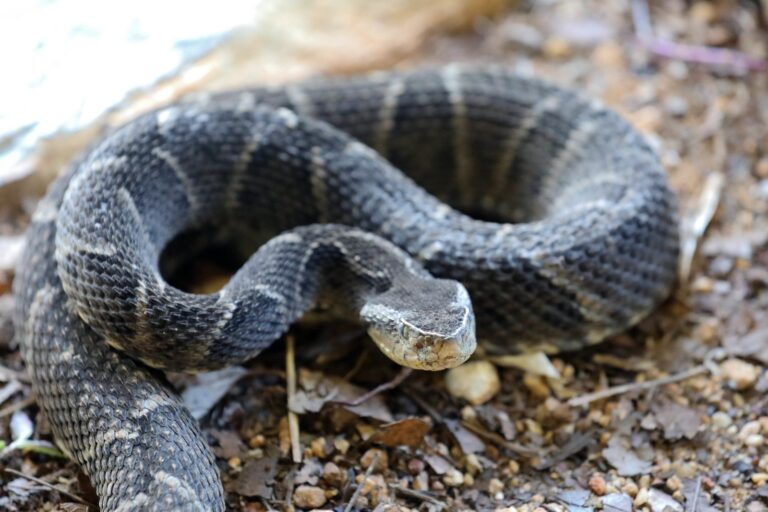 Dia Mundial da Cobra: cartaz educativo destaca importância ecológica das serpentes