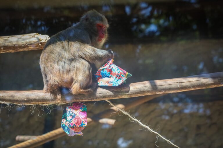 Zoológico de Brasília realiza festa junina com enriquecimento ambiental para os animais