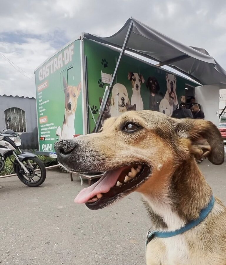 DF abre novas vagas para castração gratuita de cães e gatos nesta semana