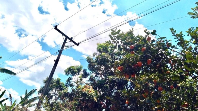 Neoenergia alerta para riscos ao retirar frutas perto da rede elétrica