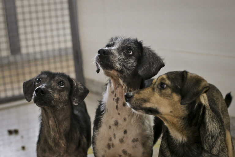 DF promove vacinação contra raiva para cães e gatos neste sábado