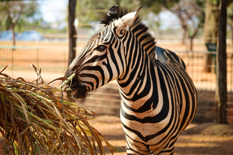 Zoo Animado leva cultura e diversão ao Zoológico de Brasília