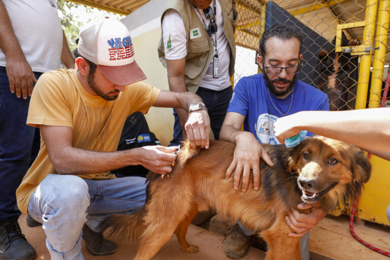 Campanha de vacinação contra a raiva imuniza cães e gatos neste sábado (23) no DF
