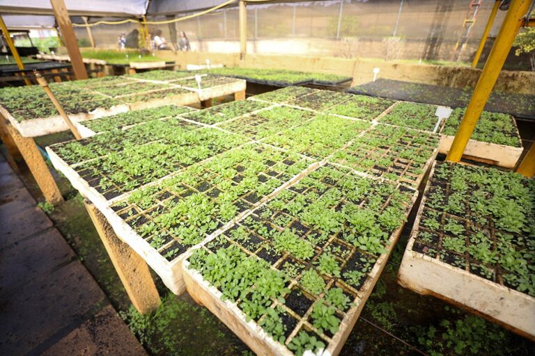 Viveiros da Novacap produzem mais de 1,4 milhão de mudas em 2025