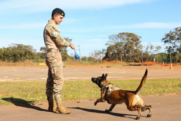 PMDF abre inscrições para curso operacional de cinotecnia