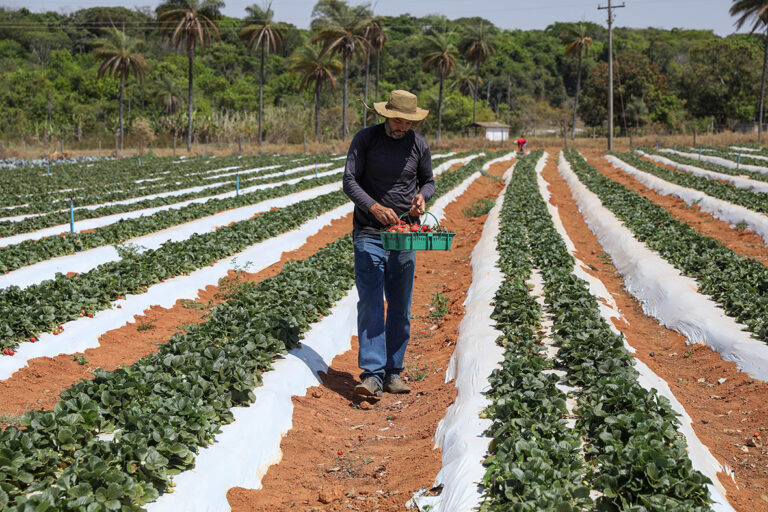 Crédito rural e cooperativismo impulsionam cultivo de morango em Planaltina