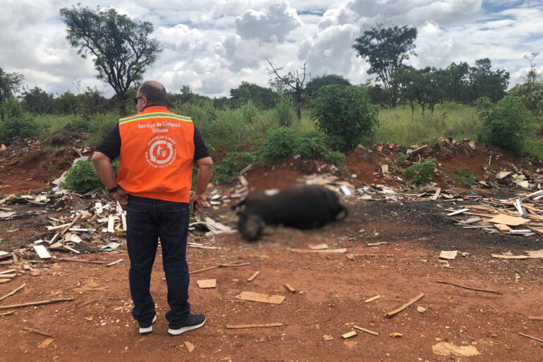 GDF oferece serviço de recolhimento de animais mortos no DF