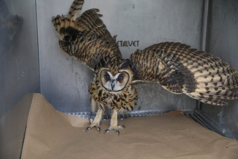 Biólogo do GDF explica como agir ao se deparar com animal silvestre em área urbana