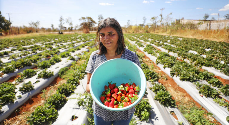 Produtores de Brazlândia se preparam para a 29ª Festa do Morango