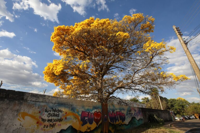 Ipê da Metropolitana completa 60 anos como símbolo histórico e ambiental do DF