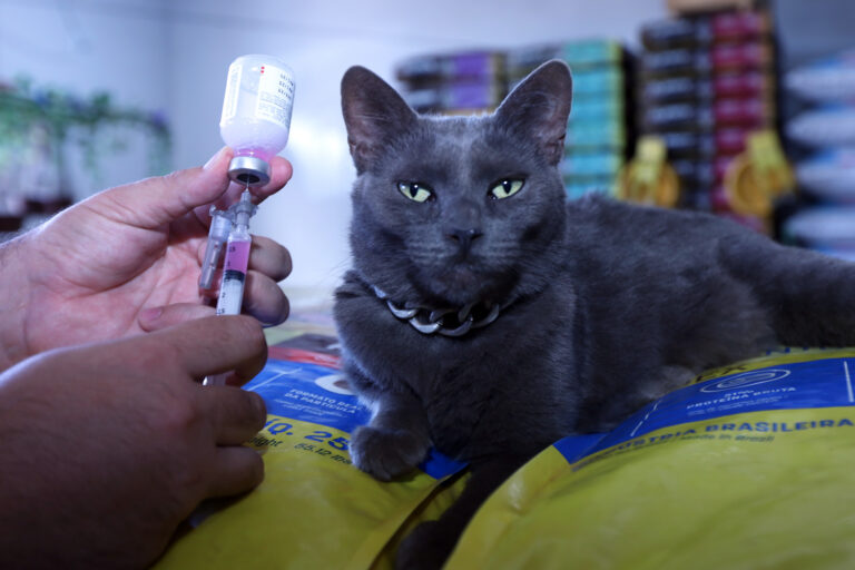 Campanha antirrábica do DF busca vacinar 160 mil cães e gatos até novembro