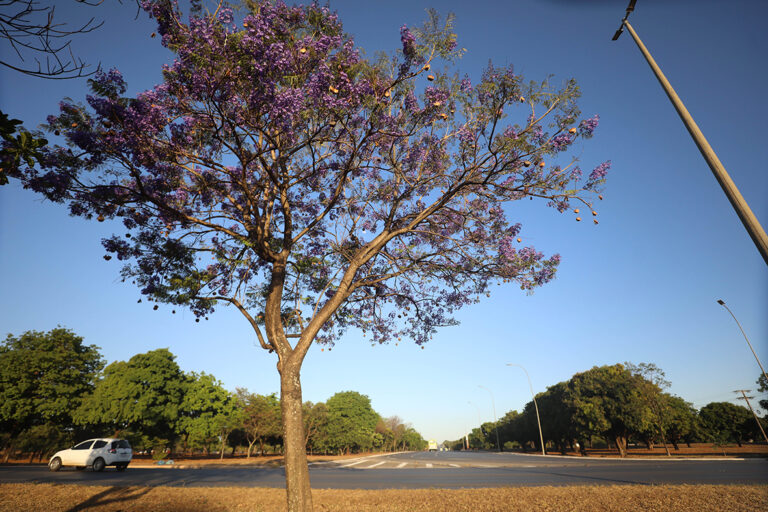 Ipês-roxos e jacarandás-mimosos encantam Brasília e despertam curiosidade dos moradores