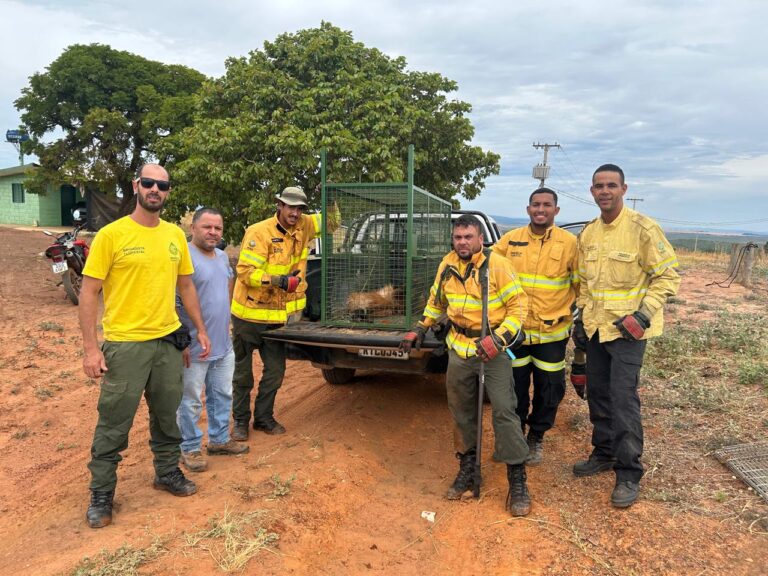 Lobo-guará é resgatado por brigadistas na área rural de Planaltina