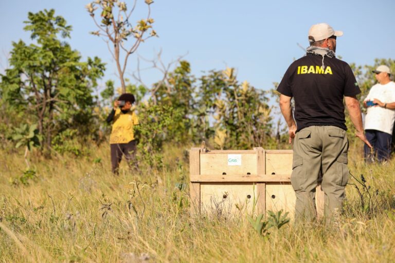 Lobo-guará fêmea é devolvida à natureza após tratamento no Hospital da Fauna Silvestre do DF