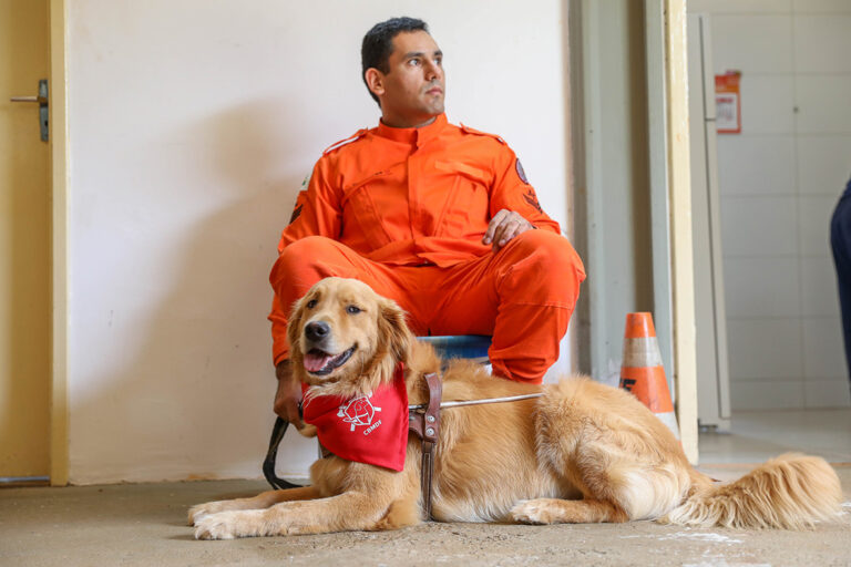 Bombeiros do DF buscam famílias para ajudar na socialização de cães-guia em nova etapa do projeto