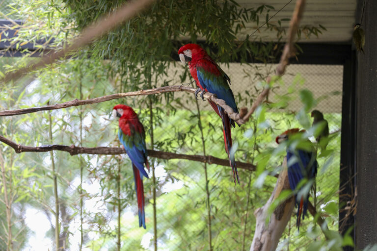 Zoológico de Brasília celebra 68 anos com programação especial e primeira experiência de imersão em aviário