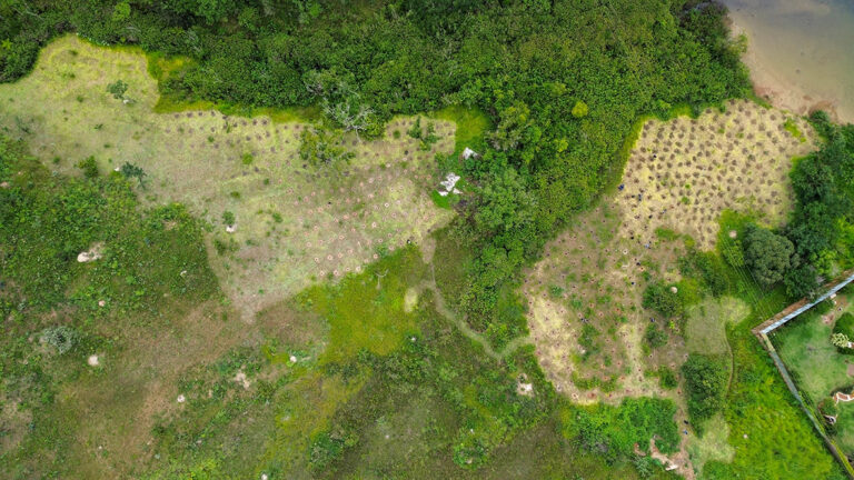 GDF inicia plano de recomposição vegetal na Serrinha do Paranoá com plantio de 22 mil mudas do Cerrado