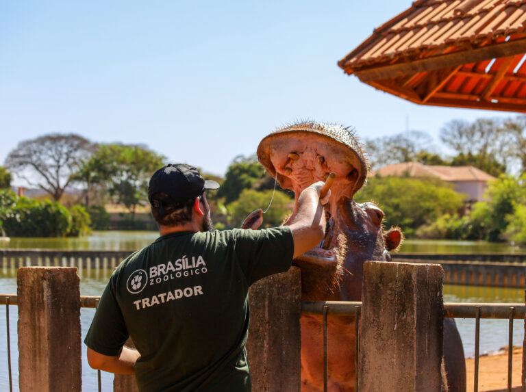 Zoológico de Brasília abre inscrições para projetos educativos com visitas aos bastidores e à noite