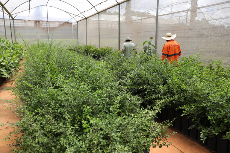 DF ultrapassa 218 mil árvores plantadas desde 2019 e amplia programa de arborização até 2027