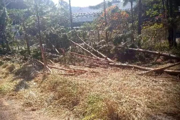 Homem corta e queima mais de 30 árvores e põe ‘culpa’ em bituca