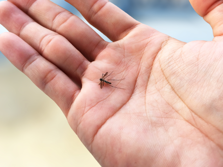 Chuvas e calor elevam risco de dengue no DF, e especialistas pedem reforço nos cuidados