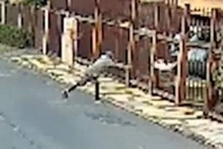 Vídeo chocante: cachorrinho é levantado pela coleira arremessado contra portão no DF