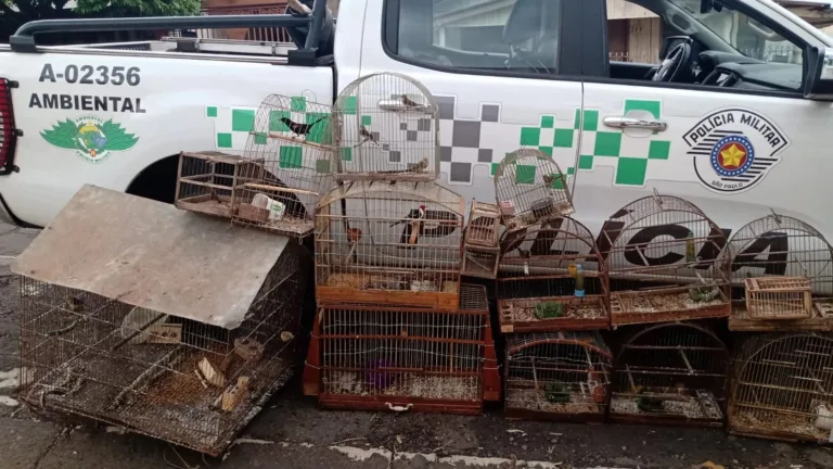 Homem é multado em R$ 15,5 mil por capturar aves e usá-las como “isca”